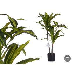 PLANTA DRACAENA-TRONCO...