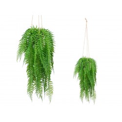 PLANTA HELECHO COLGAR