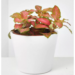 PLANTA PEQUEÑA FITTONIA...