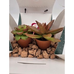 MALETÍN POSTAL LOTE SUCULENTAS