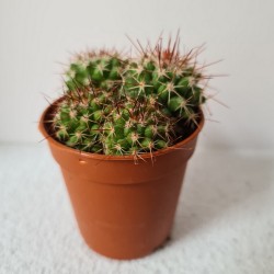 CACTUS MINI ECHINOPSIS...