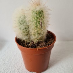 CACTUS MINI OREOCEREUS TROLLII