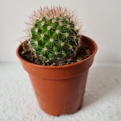 CACTUS MINI PARODIA