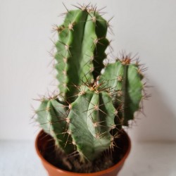 CACTUS MINI POLASKIA CHICHIPE