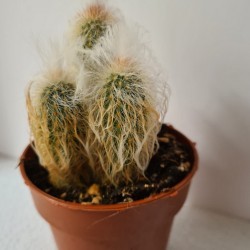CACTUS PEQUEÑO...