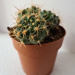 CACTUS PEQUEÑO GYMNOCALICIUM