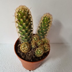 CACTUS PEQUEÑO MAMMILLARIA...