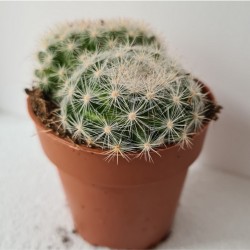 CACTUS PEQUEÑO MAMMILLARIA...