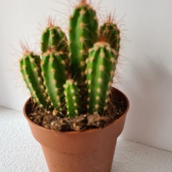 CACTUS PEQUEÑO NEORAIMONDIA...