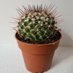 CACTUS PEQUEÑO PARODIA