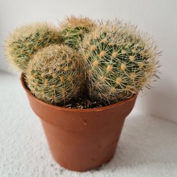 CACTUS PEQUEÑO REBUTIA