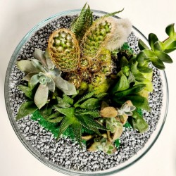 TERRARIO DE CACTUS Y...