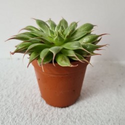 SUCULENTA MINI ECHEVERIA...