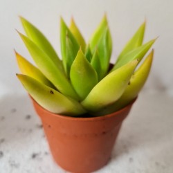SUCULENTA MINI ECHEVERIA...