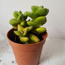 SUCULENTA MINI ADROMISCHUS