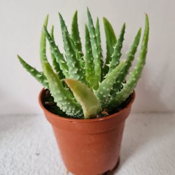 SUCULENTA MINI ALOE NOBILIS...