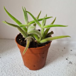 SUCULENTA MINI CRASSULA...
