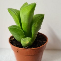 SUCULENTA MINI HAWORTHIA...