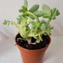SUCULENTA MINI SEDUM LAXUM