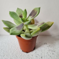 SUCULENTA MINI SENECIO...