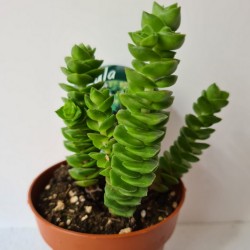 SUCULENTA PEQUEÑA CRASSULA...