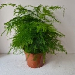 Planta pequeña Asparagus...