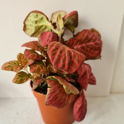 Planta pequeña Fittonia...