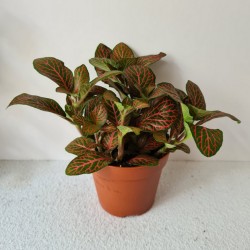 Planta pequeña Fittonia...