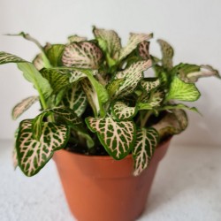 Planta pequeña Fittonia...