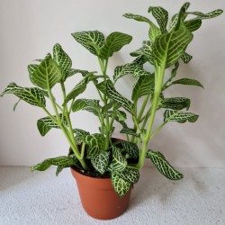 Planta pequeña Fittonia...