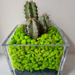 MACETA CRISTAL PIEDRAS...