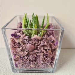 copy of MACETA CRISTAL...