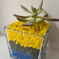 copy of MACETA CRISTAL...