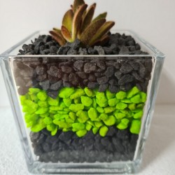 copy of MACETA CRISTAL...