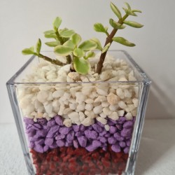 copy of MACETA CRISTAL...