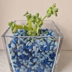 copy of MACETA CRISTAL...