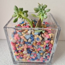 copy of MACETA CRISTAL...