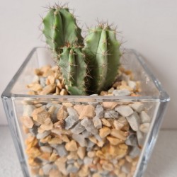 copy of MACETA CRISTAL...