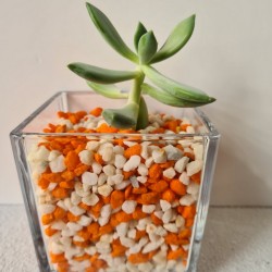 copy of MACETA CRISTAL...