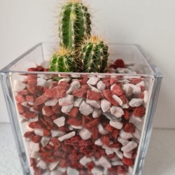 copy of MACETA CRISTAL...