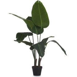 PLANTA ESTERLICIA 120 cm....