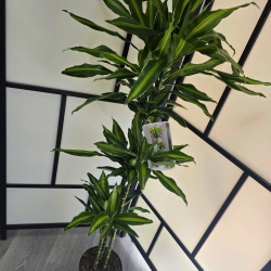 Planta Natural Dracaena...