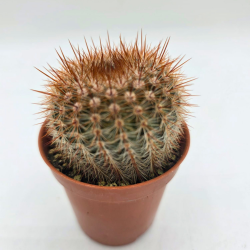Cactus mini Parodia natural...