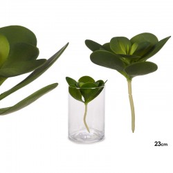 Planta hoja redonda...