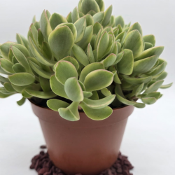Crassula Ovata natural...
