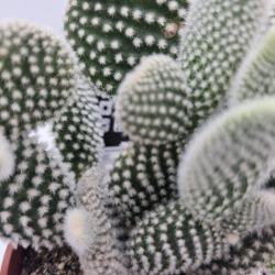 Cactus Decorativo Opuntia...