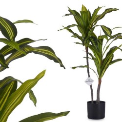 Planta Dracaena Tronco de...