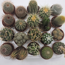 Cactus Mix 20 Unidades...