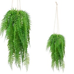 PLANTA HELECHO COLGAR GRD.