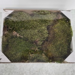 Musgo natural decorativo...